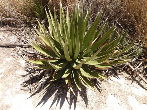 Agave Lechuguilla Uzun Geçmişi Olan Kısa Bir Bitki Plants Garden Agave