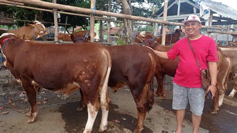 Harga Sapi Bakalan Mas Agung Pasar Hewan Muntilan Youtube