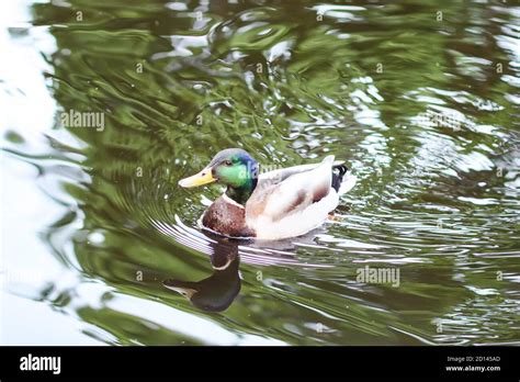 Duck Bird Swimming In Water Stock Photo Alamy