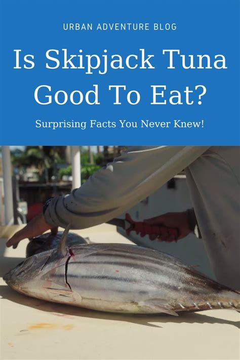 Is Skipjack Tuna Good To Eat Surprising Facts You Never Knew