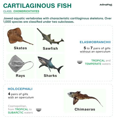 Cartilaginous Fish Characteristics Classification And Examples