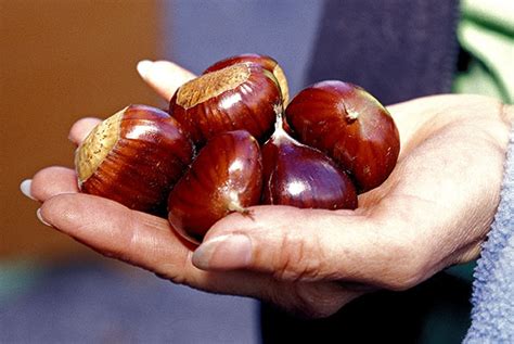 Comment choisir les châtaignes ? Comment concerver des chataignes ? comment éplucher des ...