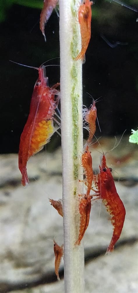 The Complete Guide to Feeding Cherry Shrimp | Shrimp Science