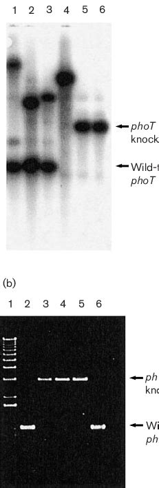 A Southern Blot Hybridization After Bamhi Digestion And Probing With