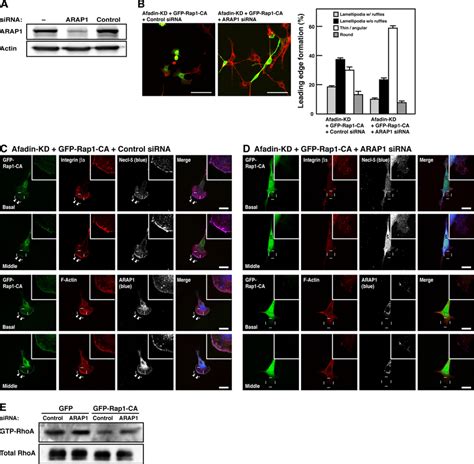 Inactivation Of RhoA By Rap1 CA Through ARAP1 In Afadin Knockdown