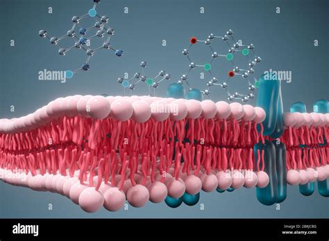 Plasma Membrane Drawing - Ib Biology Topic 2 4 1 Draw And Label The ...