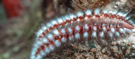 The Fascinating Bristle Worm | Critter Science