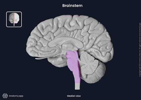 Brainstem | Encyclopedia | Anatomy.app | Learn anatomy | 3D models, articles, and quizzes