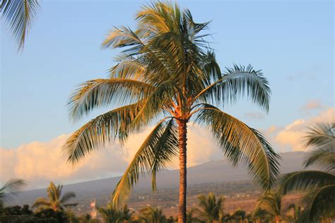 Hawaii palm tree - Hawaii Pictures