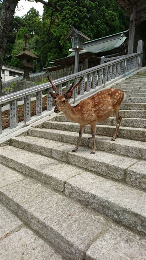 金華山黄金山神社 石巻市宮城県 Omairiおまいり