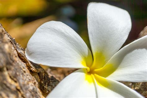 Images Gratuites la nature fleur la photographie feuille pétale