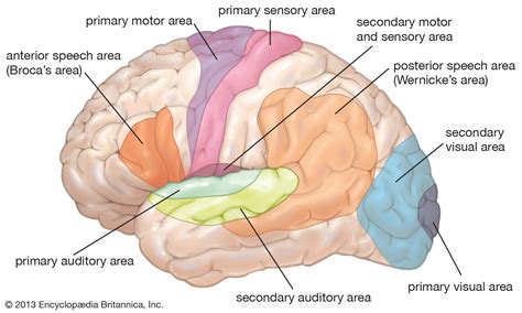 Neuroanatomy Summary • Meducate