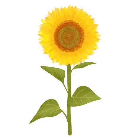 Hand Drawn Sunflower White Transparent Hand Drawn Illustration Of