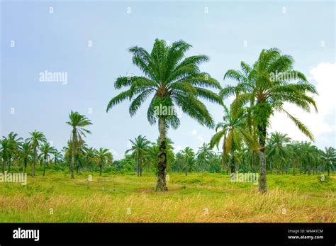 Palm Oil Plantation Stock Photo Alamy