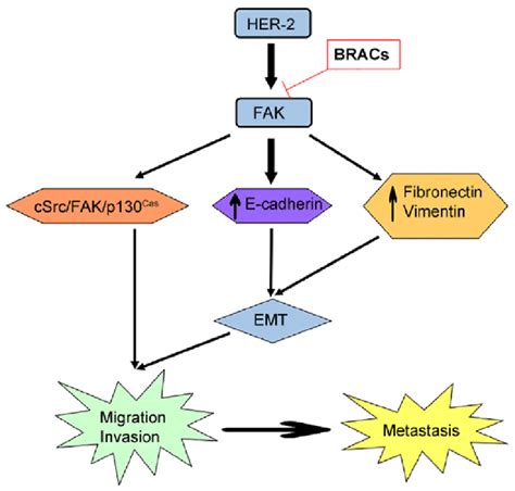 Proposed Model For The Role Of Focal Adhesion Kinase Fak In The