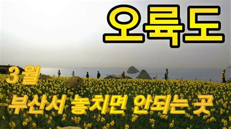 수선화 🌼 3월 놓치지 마세요 아찔한 오륙도 스카이워크 🏞 바다 부산여행 오륙도 해맞이공원 봄꽃 꽃놀이 꽃