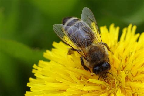 C Mo Hacen Las Abejas La Miel Todo Sobre El Proceso De Producci N