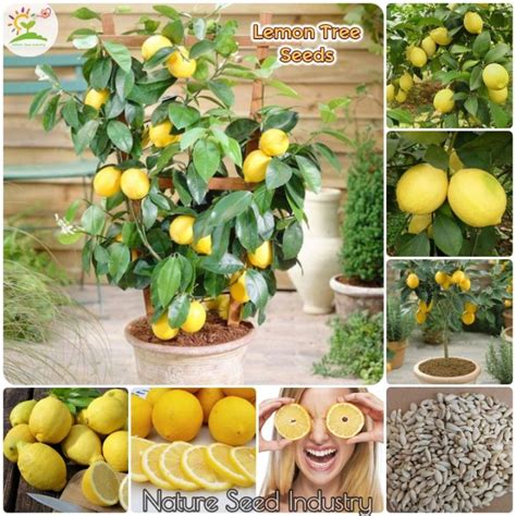 Fast Germination Good Quality Lemon Tree Seeds For Planting 20 Seeds