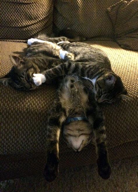 Funny Cats Sleeping In Weirdest Positions Ever | Bored Panda