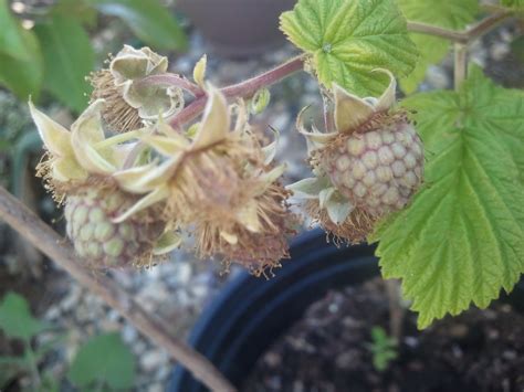 Apt Garden: Thornless Raspberry Canes Bearing Fruit