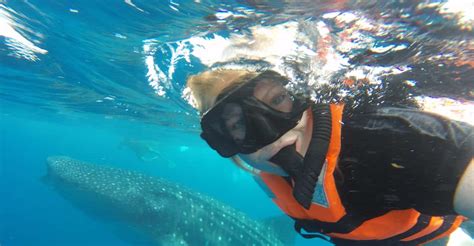 Cancun And Riviera Maya Swim With Whale Sharks Tour W Lunch Getyourguide