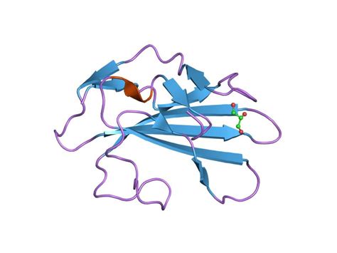 Receptors Transforming Growth Factor Beta Receptors TGF Beta