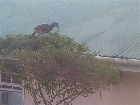 National Bird of Tobago, Cocrico | Tobago, Island, Bird