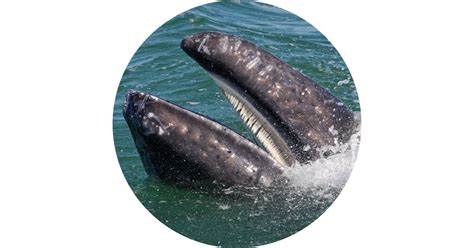 What Are Baleen Plates Baleen Whale Facts Dk Find Out