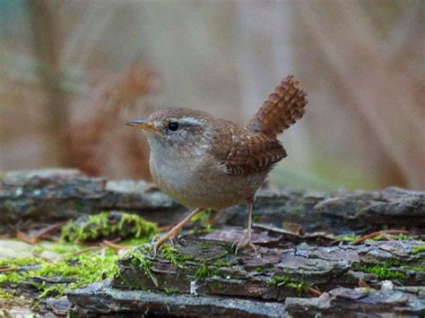 Zaunkönig 2004 Wildvogelhilfe org