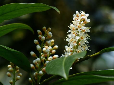 Laurowi Nia Wschodnia Prunus Laurocerasus Opis Wygl D Wymagania