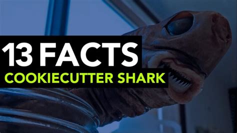 The Cookiecutter Shark -13 Facts - sharksinfo.com