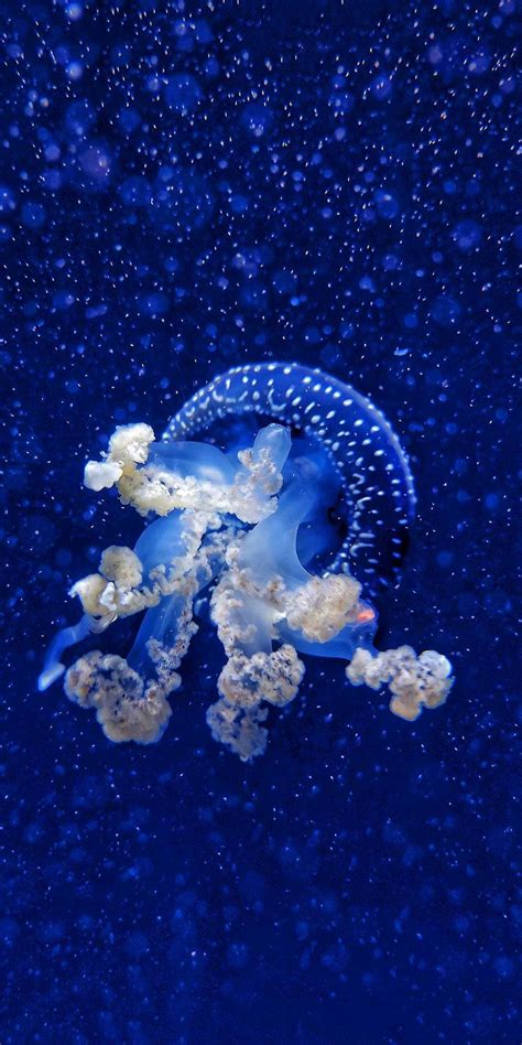 Jellyfish Wallpaper Discover more Blue Jellyfish, Glowing Jellyfish, Jellyfish, Ocean, Sea ...