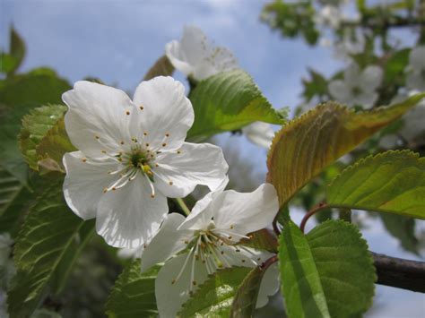 Bildet Tre Natur Gren Blomstre Anlegg Hvit Frukt Blomst Mat