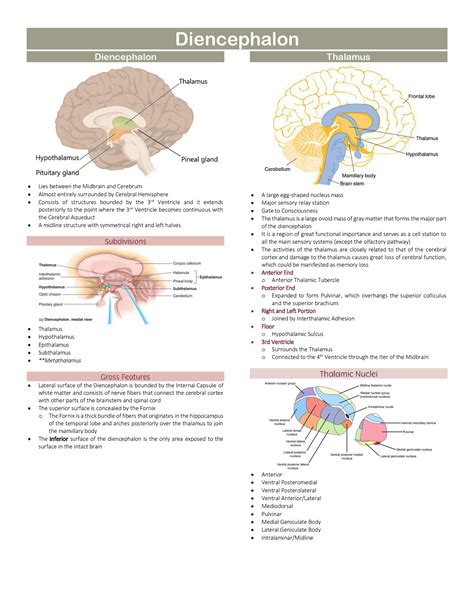 Diencephalon - Histology - Diencephalon Diencephalon Lies between the ...