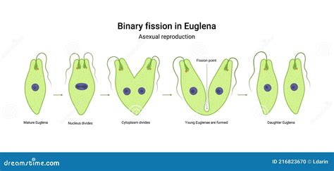 Binary Fission In Amoeba Cartoon Vector 270188227