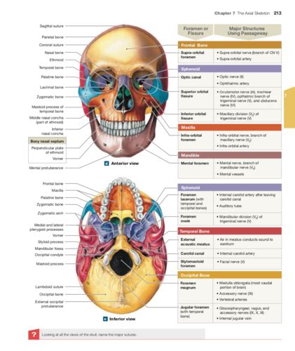 Chapter 7 The Axial Skeleton Flashcards Quizlet