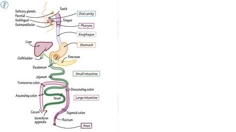 Anatomy & Physiology: Overview of the Digestive Organs - Intro | ditki ...