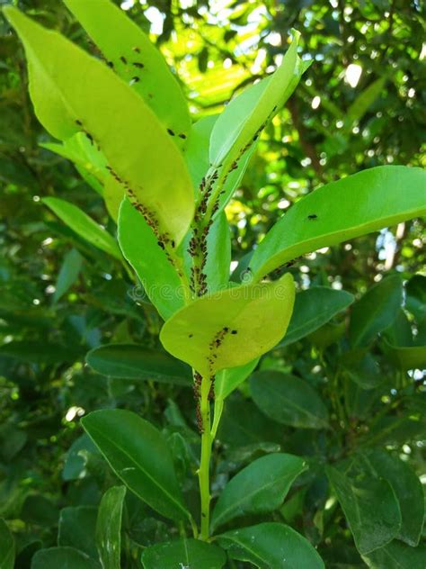 Citrus aurantifolia tree stock photo. Image of fresh - 181720648