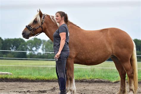 Clinics Demo S Voor Alle Niveaus