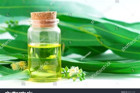 Eucalyptus Oil Uses Benefits Side Effects By Dr Smita Barode Pharmeasy Blog