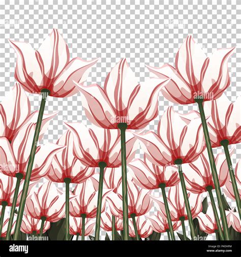 Abstract flowers, bottom view on a transparent backdrop, vector illustration, colorful drawing ...