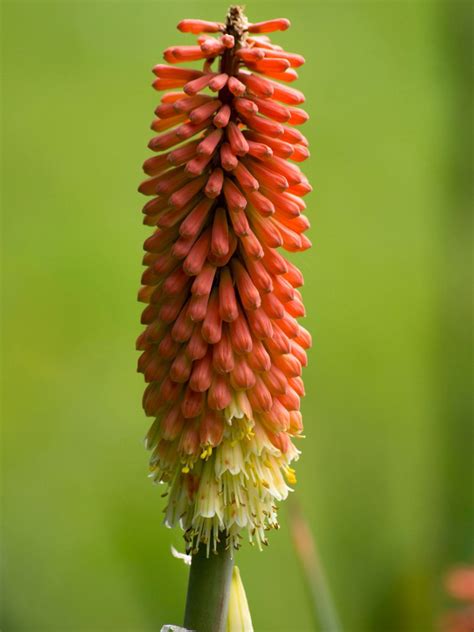 Planting Red Hot Pokers - How To Care For A Red Hot Poker Plant
