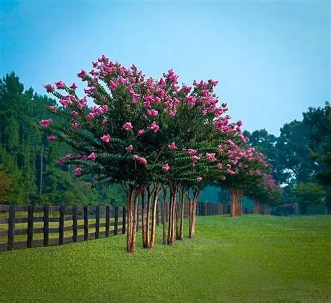 Pink Velour Crape Myrtle For Sale Online | The Tree Center