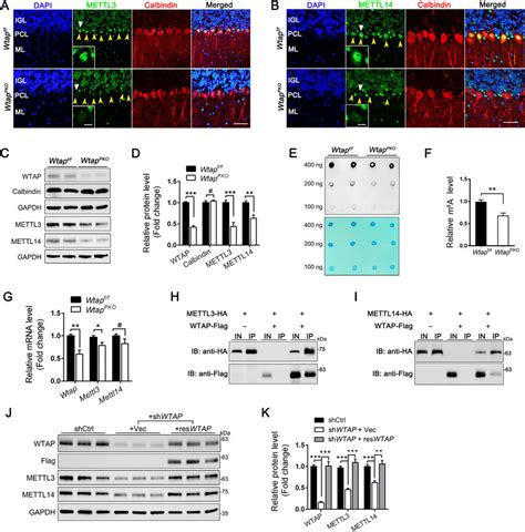 Loss Of Wtap Causes Reduced Mettl3 14 Expression And Decreased M 6 A Download Scientific