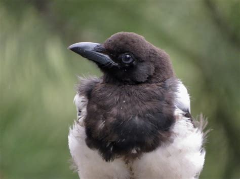 Black-billed Magpie - Juvenile - FeederWatch