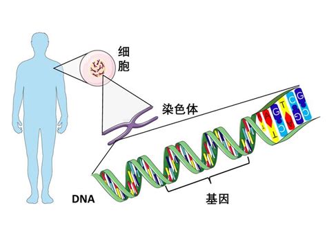 【科普】dna、基因和染色体傻傻分不清？一张图帮你搞清楚 知乎