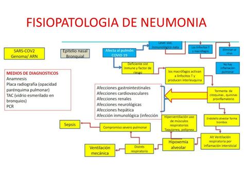 Fisiopatología De Neumonía Erica Af Udocz