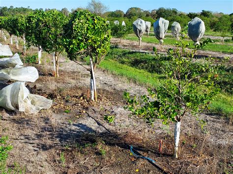 IPCs and Citrus Varieties - Citrus Industry Magazine