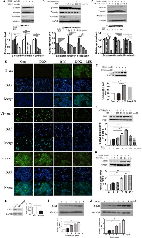 Res Reversed Emt Phenotype Of Mcf Adr Cells And Increased The