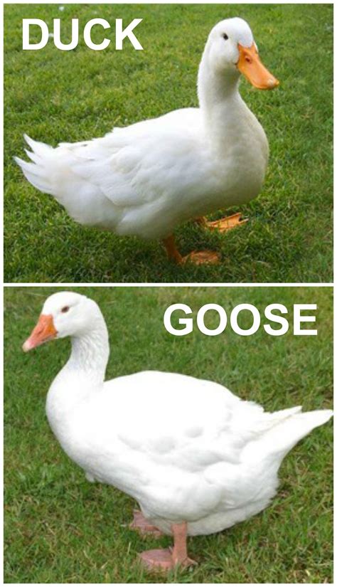 Differences Between Ducks And Geese Rmiami